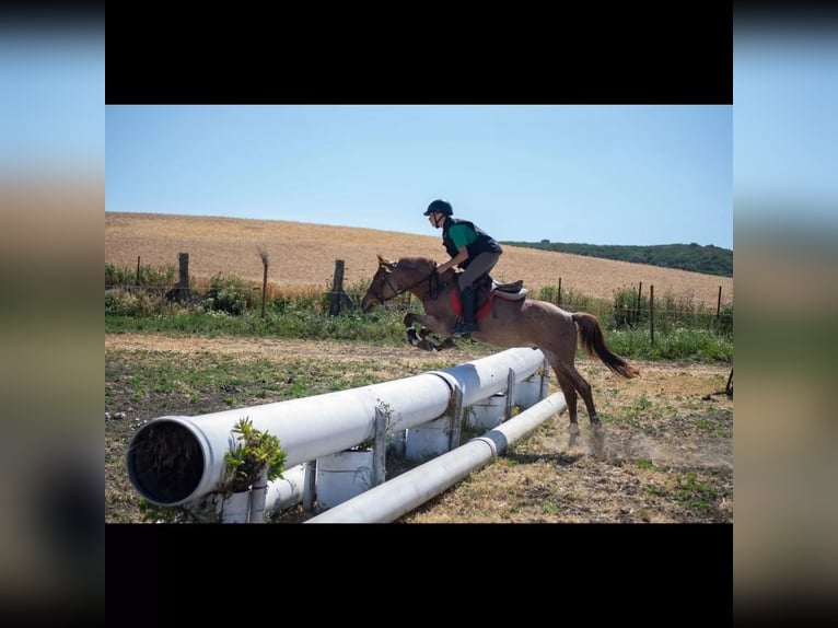 Poney classique Croisé Hongre 10 Ans 138 cm Overo-toutes couleurs in Puerto Real