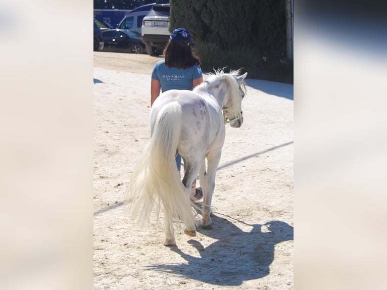 Poney classique Hongre 11 Ans 110 cm Pinto in Chiclana De La Frontera