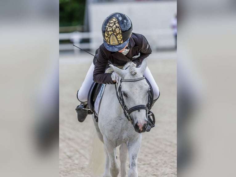 Poney classique Hongre 11 Ans 110 cm Pinto in Chiclana De La Frontera