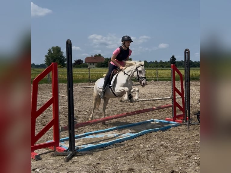 Poney classique Hongre 11 Ans 130 cm Cremello in Uttendorf