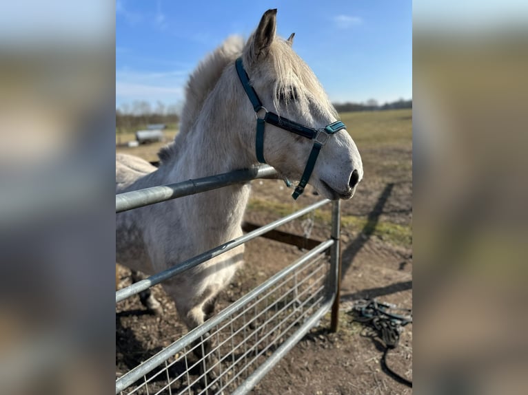 Poney classique Croisé Hongre 11 Ans 140 cm Rouan bleu in Flensburg