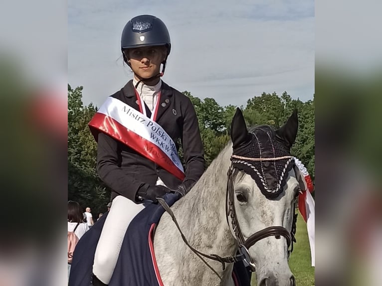 Poney classique Hongre 11 Ans 148 cm Gris in Facimiech