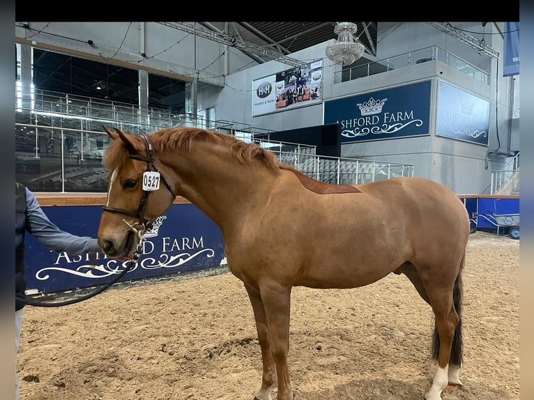 Poney classique Hongre 11 Ans 149 cm Alezan in Mons