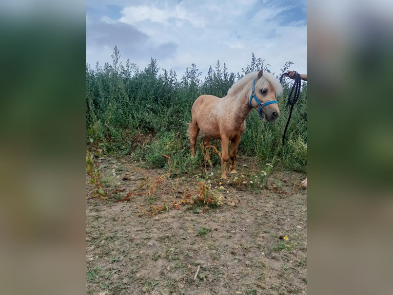 Poney classique Croisé Hongre 12 Ans 88 cm Palomino in Beynes