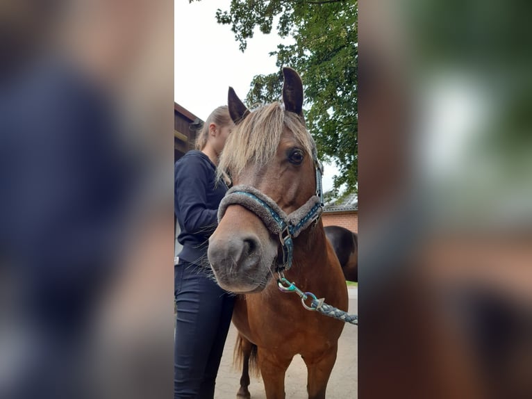 Poney classique Croisé Hongre 13 Ans 112 cm Alezan brûlé in Melle