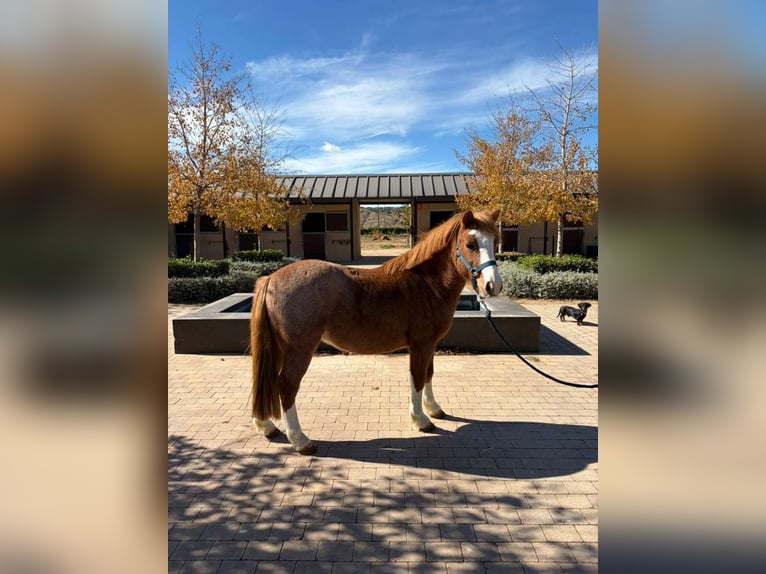 Poney classique Croisé Hongre 13 Ans 120 cm Alezan in San Martín de la Vega