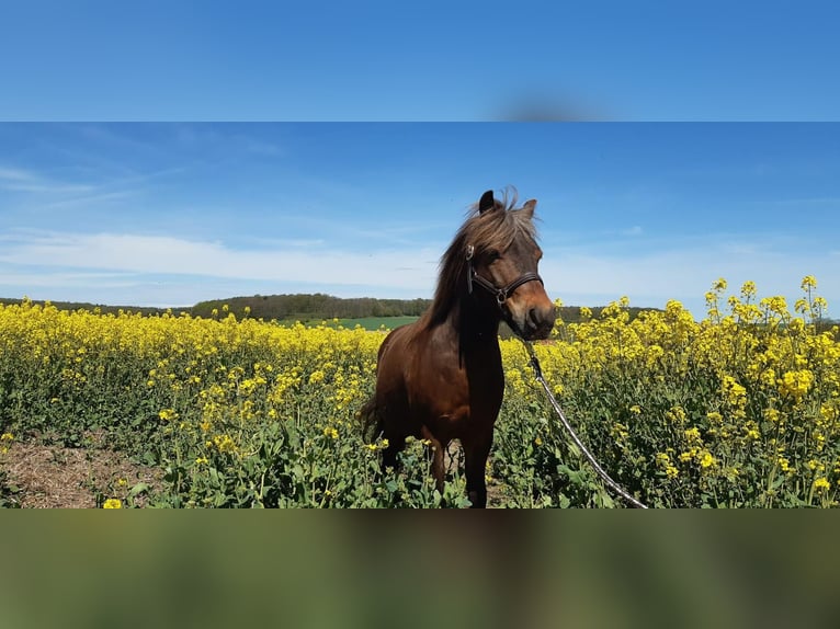 Poney classique Croisé Hongre 14 Ans 112 cm Alezan brûlé in Melle