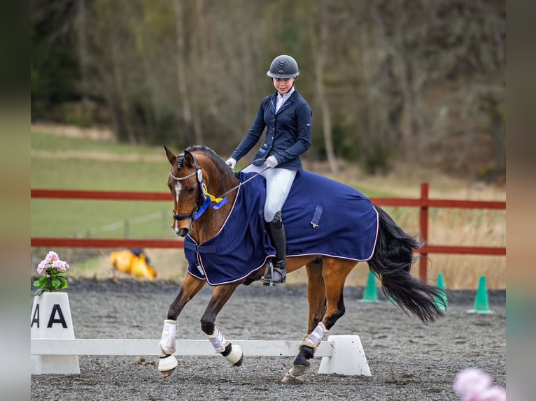 Poney classique Hongre 14 Ans 148 cm Bai clair in Stockholm