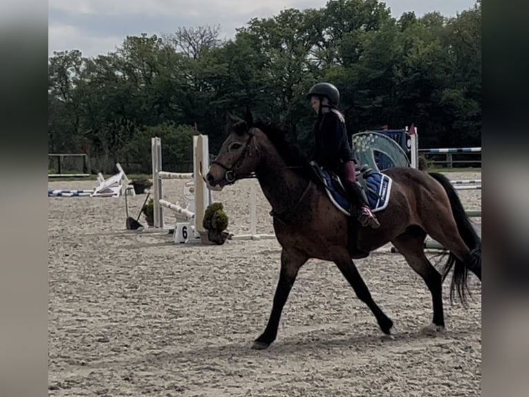 Poney classique Hongre 14 Ans 148 cm Isabelle in Chauffry