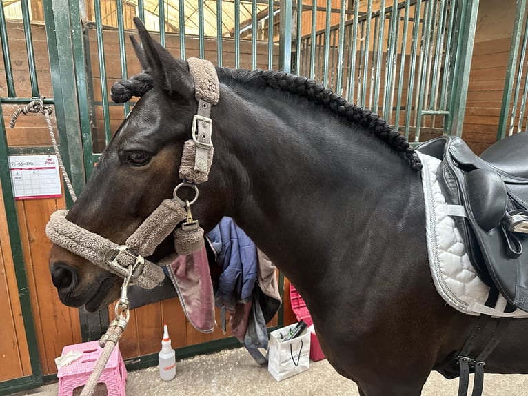 Poney classique Hongre 15 Ans 136 cm Bai brun in A Coruña