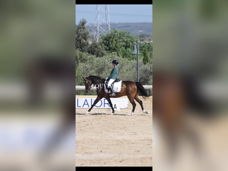 Poney classique Hongre 15 Ans Noir in Muro