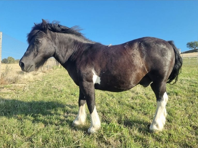 Poney classique Hongre 16 Ans 115 cm Pinto in Haro