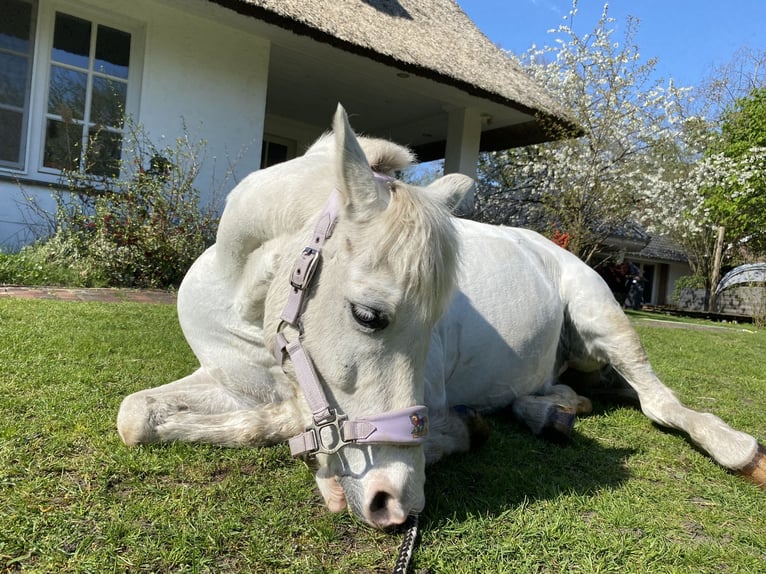 Poney classique Croisé Hongre 16 Ans 140 cm Blanc in SchwanewedeSchwanewede
