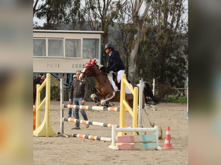 Poney classique Hongre 17 Ans 130 cm Pinto in Messina