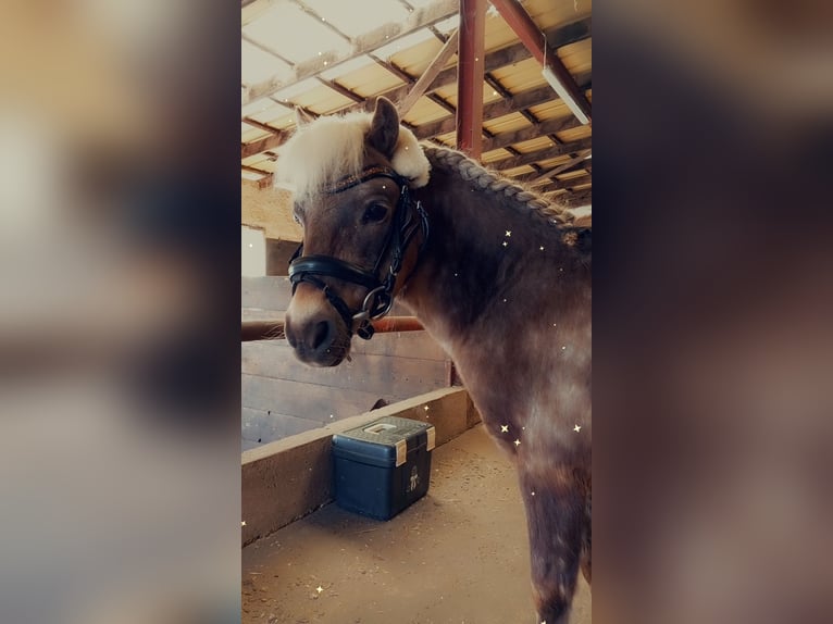 Poney classique Hongre 18 Ans 100 cm Alezan brûlé in Wegberg