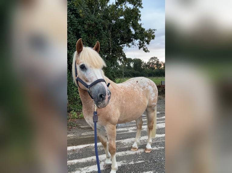 Poney classique Hongre 18 Ans 145 cm Léopard in Châtillon en dunois