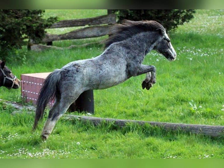 Poney classique Hongre 19 Ans 110 cm Rouan Bleu in Neumünster