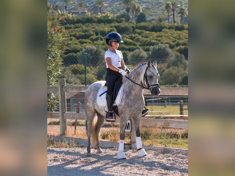 Poney classique Hongre 4 Ans 124 cm Gris in Xabia/Javea