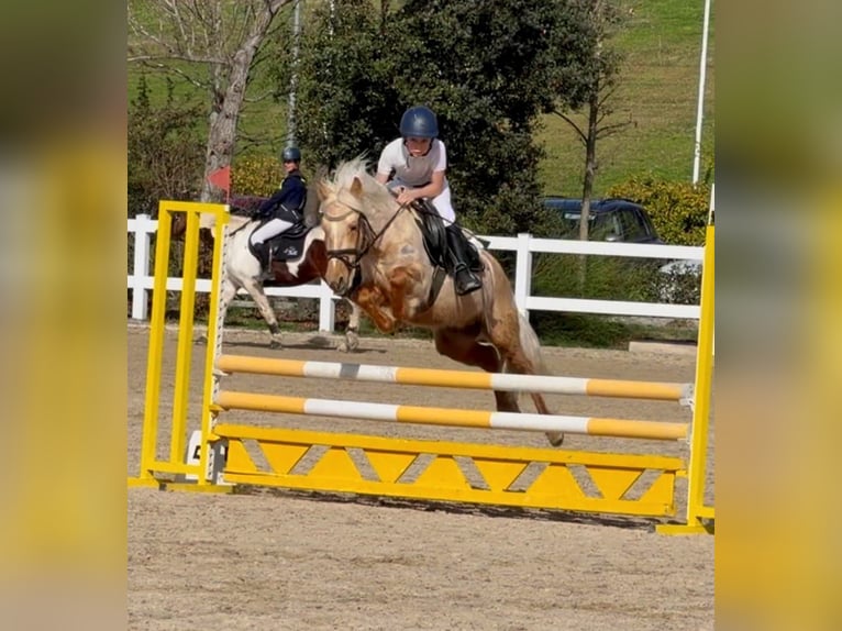 Poney classique Hongre 4 Ans 125 cm Palomino in Moralzarzal