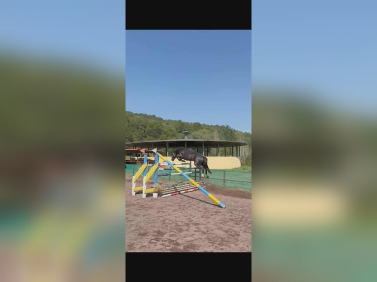 Poney classique Hongre 4 Ans 146 cm Noir in Lido Di Ostia Levante