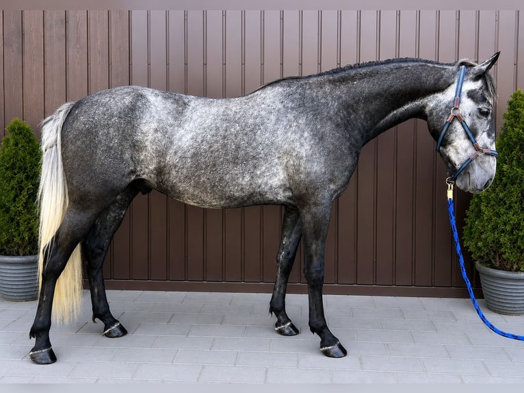 Poney classique Hongre 4 Ans 147 cm Gris pommelé in HelpfauUttendorf