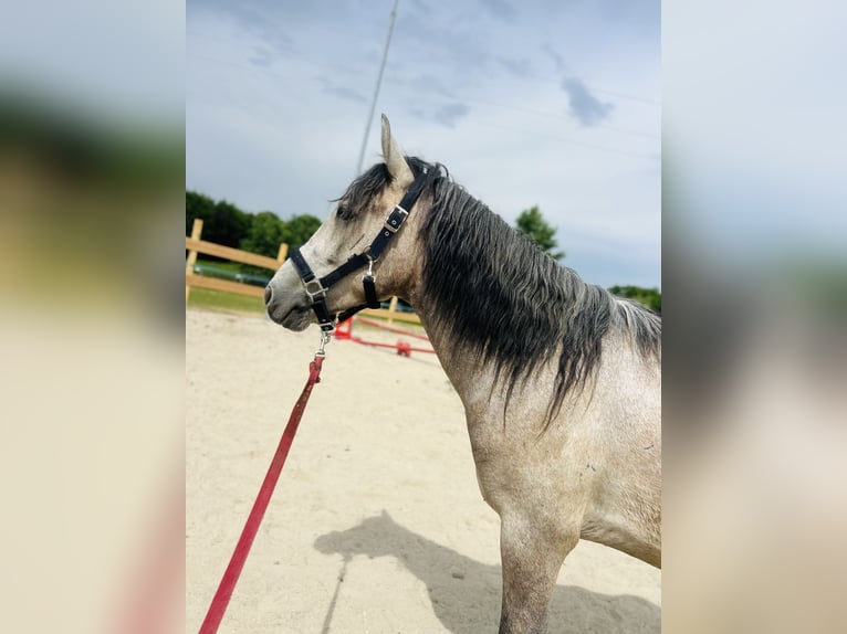 Poney classique Hongre 4 Ans 150 cm Gris (bai-dun) in Helpfau