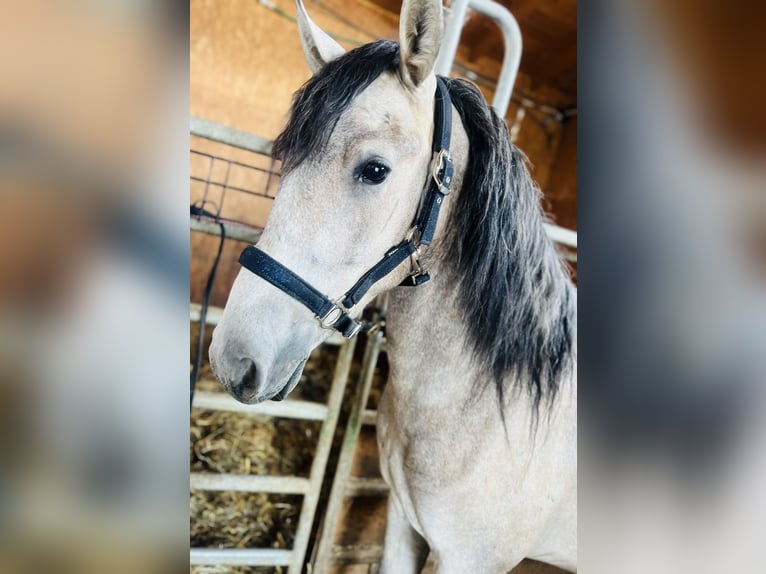 Poney classique Hongre 4 Ans 150 cm Gris (bai-dun) in Helpfau