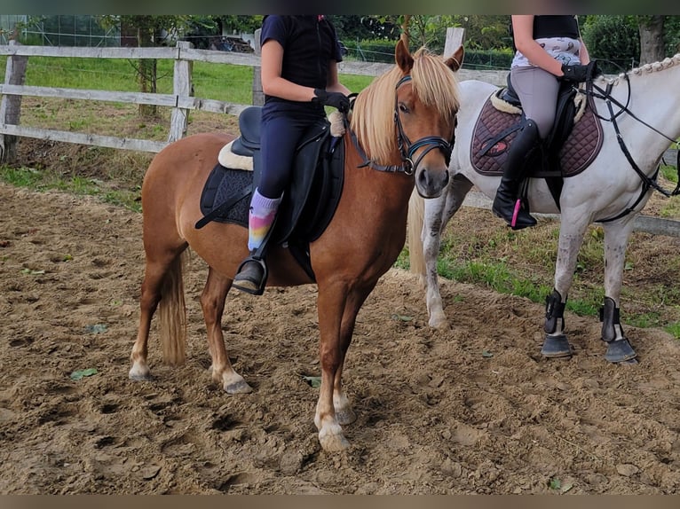 Poney classique Hongre 5 Ans 113 cm Alezan in Schwasdorf