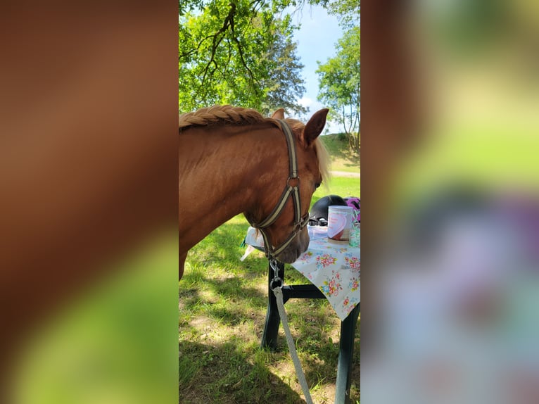 Poney classique Hongre 5 Ans 113 cm Alezan in Schwasdorf