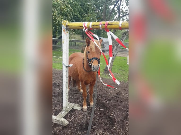 Poney classique Hongre 5 Ans 113 cm Alezan in Schwasdorf