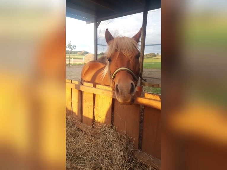 Poney classique Hongre 5 Ans 113 cm Alezan in Schwasdorf