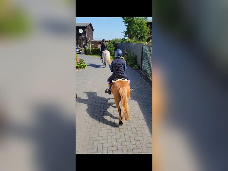 Poney classique Hongre 5 Ans 113 cm Alezan in Schwasdorf