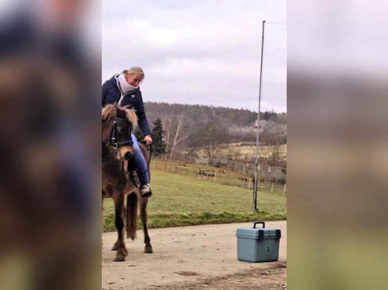 Poney classique Hongre 6 Ans 120 cm Alezan brûlé in Weimar