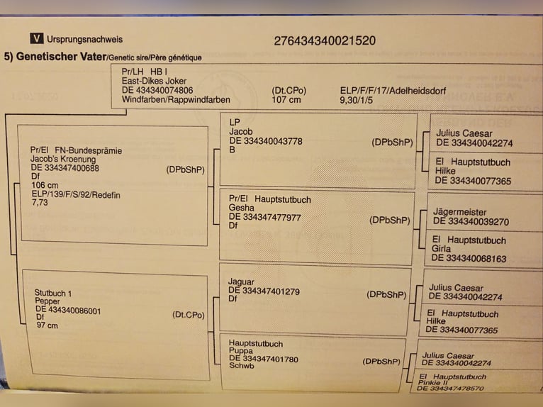 Poney classique Hongre 6 Ans 120 cm Alezan brûlé in Weimar