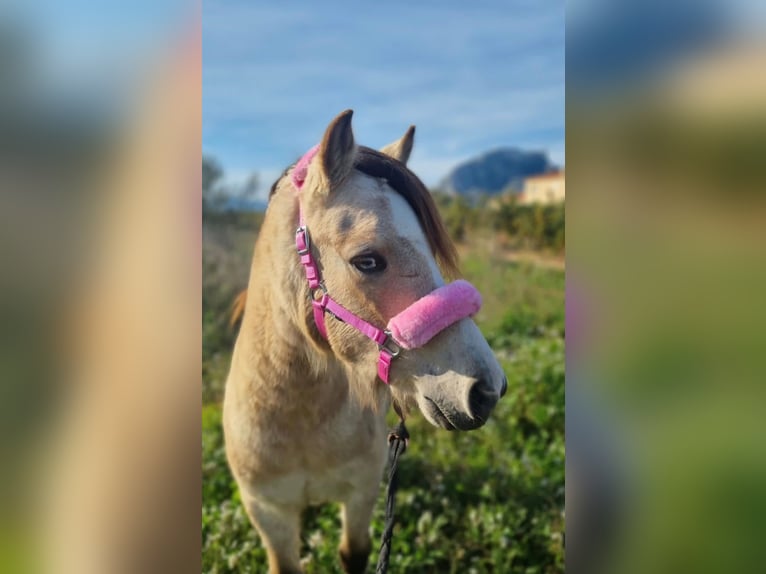 Poney classique Hongre 6 Ans 123 cm Isabelle in Els Poblets
