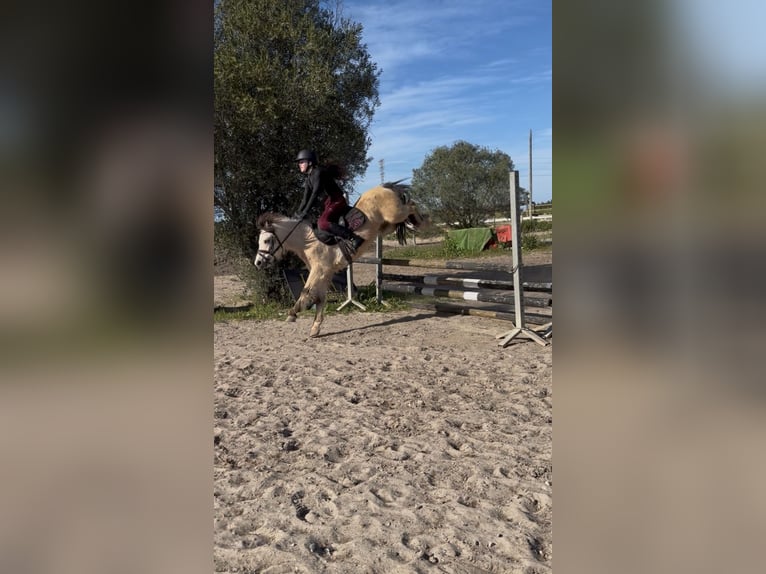 Poney classique Hongre 6 Ans 123 cm Isabelle in Els Poblets