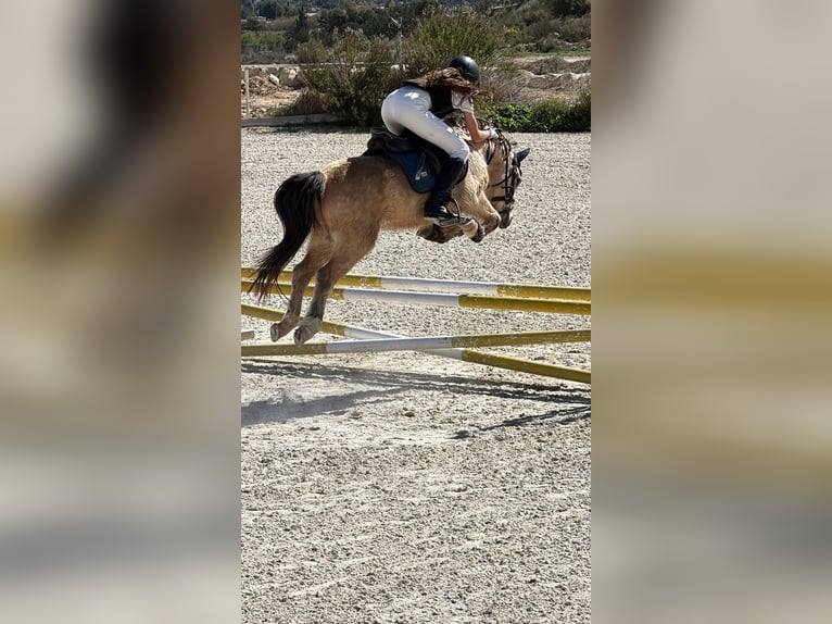 Poney classique Hongre 6 Ans 123 cm Isabelle in Els Poblets