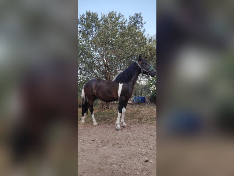 Poney classique Croisé Hongre 6 Ans 135 cm Pinto in koropi