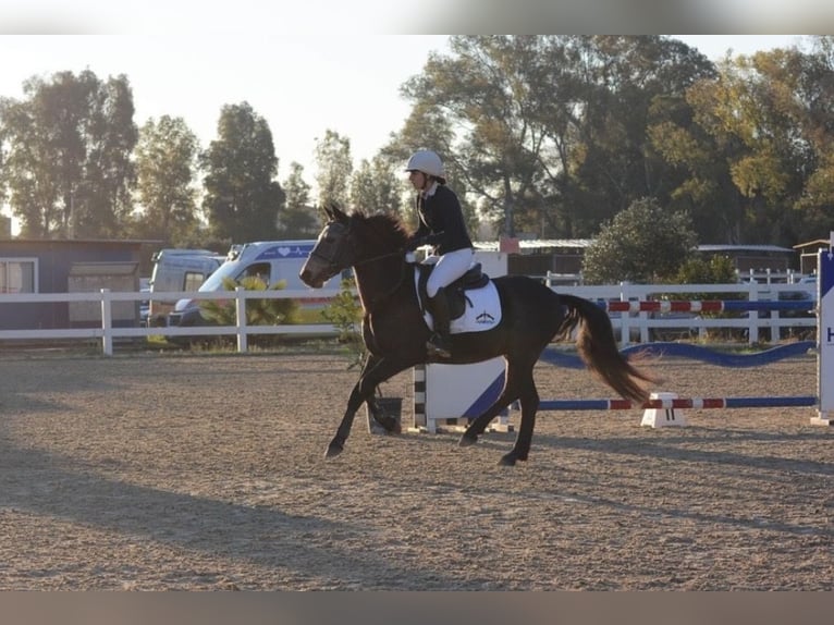 Poney classique Hongre 6 Ans 145 cm Gris in Ariccia provincia di Roma