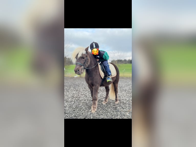 Poney classique Hongre 7 Ans 117 cm in Zürich