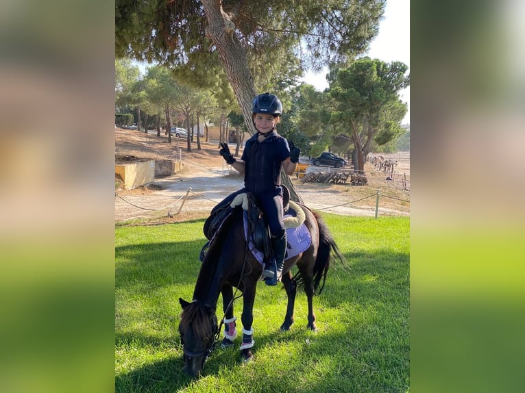 Poney classique Croisé Hongre 8 Ans 105 cm Bai brun in LAS ROZAS DE MADRID