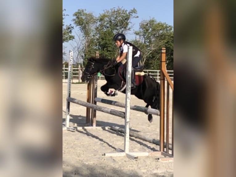 Poney classique Croisé Hongre 8 Ans 105 cm Bai brun in LAS ROZAS DE MADRID