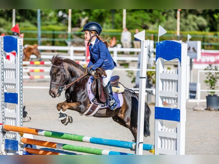 Poney classique Croisé Hongre 8 Ans 105 cm Bai brun in LAS ROZAS DE MADRID