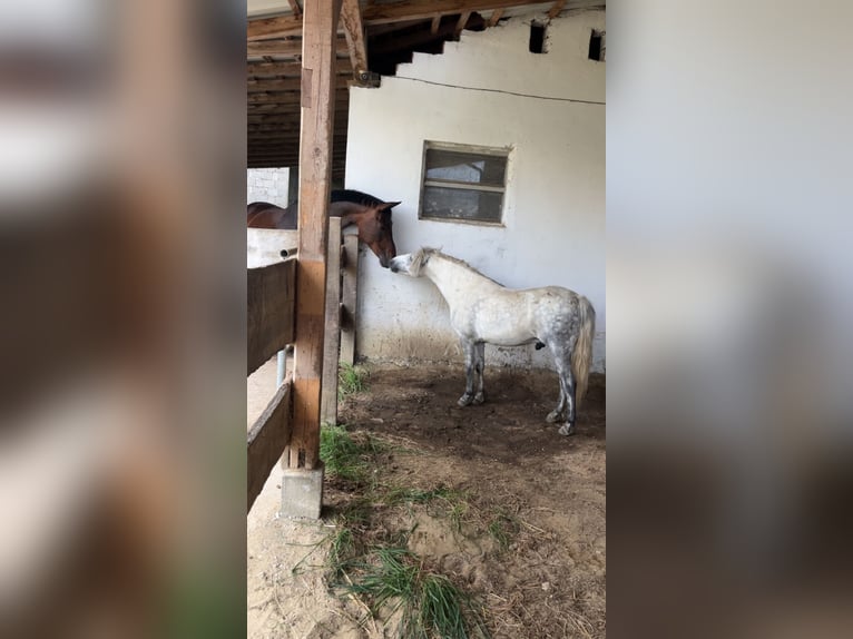 Poney classique Hongre 8 Ans 125 cm Gris in Egglham