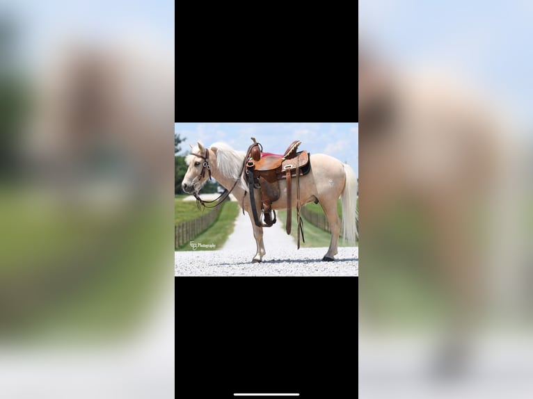 Poney classique Hongre 8 Ans 152 cm Blanc in Athens