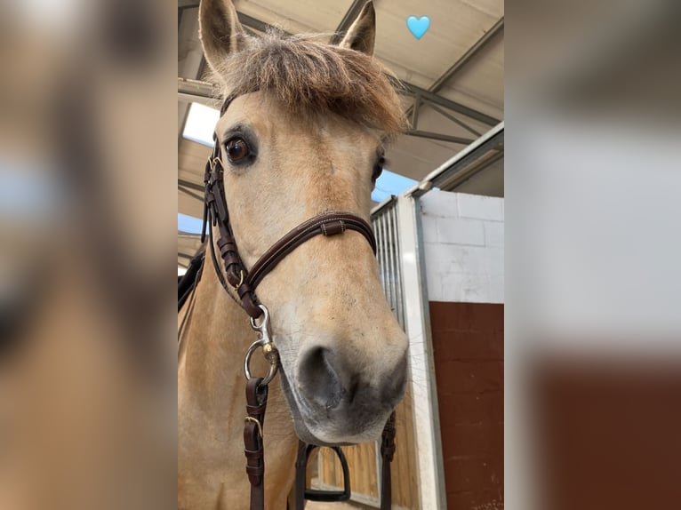 Poney classique Croisé Hongre 8 Ans Isabelle in A Coruña