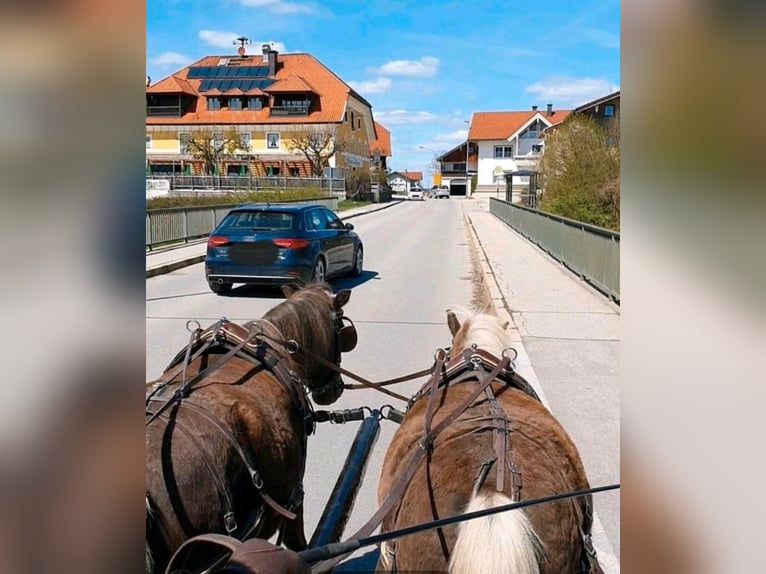 Poney classique Hongre 9 Ans 114 cm Alezan brûlé in Freilassing