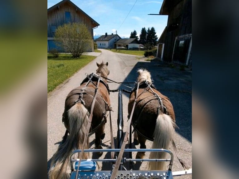 Poney classique Hongre 9 Ans 114 cm Alezan brûlé in Freilassing