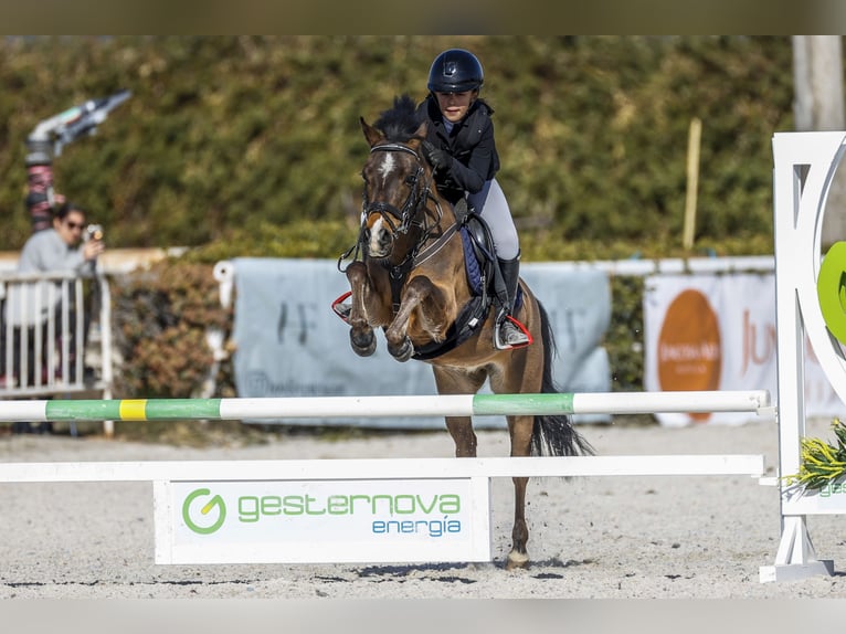 Poney classique Hongre 9 Ans 127 cm Bai brun in Santander