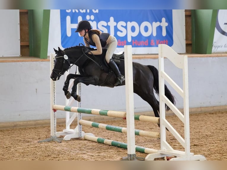 Poney classique Hongre 9 Ans 144 cm Noir in Västerås